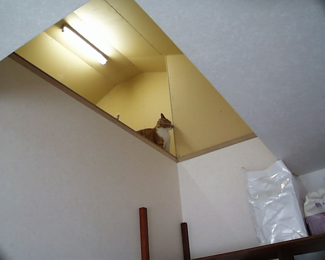 �����猩���Ƃ���